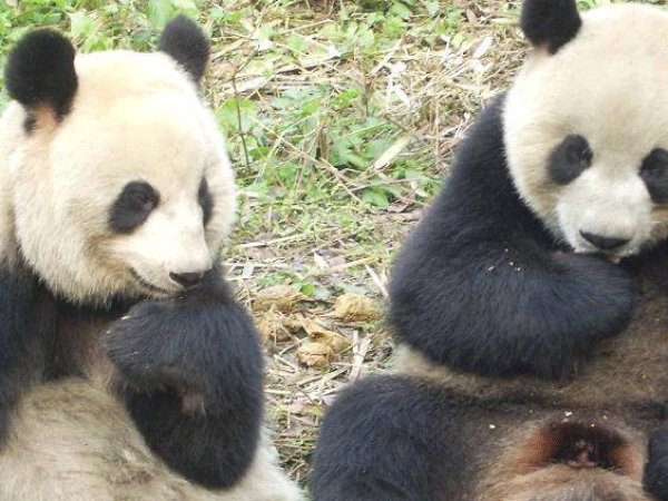 画像1: 中国成都大熊猫繁育研究基地 (1)