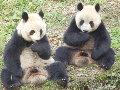 画像1: 中国成都大熊猫繁育研究基地