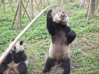 画像2: 中国成都大熊猫繁育研究基地