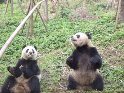 画像3: 中国成都大熊猫繁育研究基地